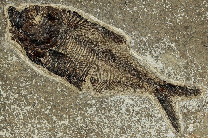 Detailed Fossil Fish (Diplomystus) - Wyoming #327846